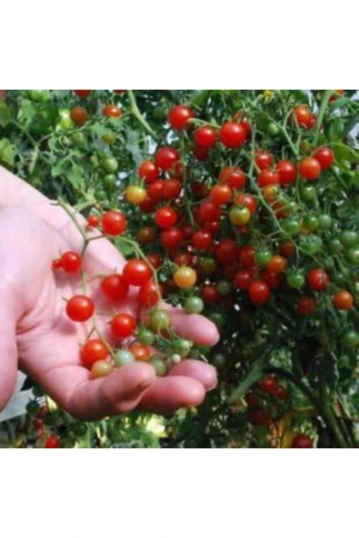 Muka Botanik Bezelye Domates Tohumu Ekim Seti - Resim 4