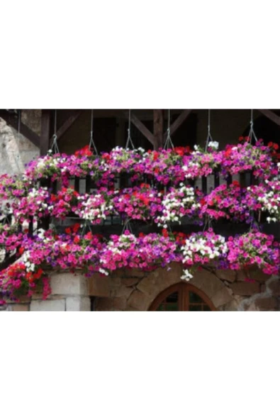 Muka Botanik Karışık Alisyum Çiçeği Tohumu Ekim Seti - Resim 3