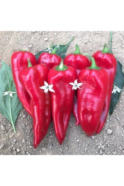 Muka Botanik Közlemelik Kırmızı Biber Tohumu Tatlı Biber Tohumu 20 Tohum - Resim 3