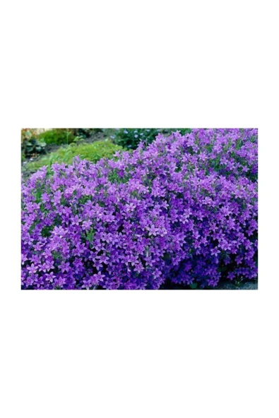 Muka Botanik Çan Çiçeği Tohumu 5 Adet Tohum Kadeh Çiçeği - Resim 3