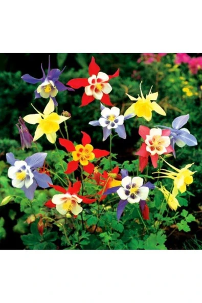 Muka Botanik 20 Adet Karışık Renkli Haseki Küpesi Çiçek Tohumu ürün görseli