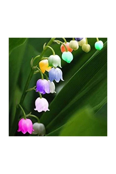 Muka Botanik Nadir Çan Orkide Tohumu 5 Adet Tohum Çiçek Tohumu ürün görseli