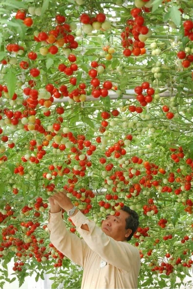 Muka Botanik Italyan Domates Ağacı Tohumu / +5 Adet Tohum - Resim 2