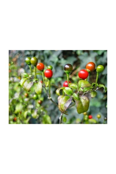 Muka Botanik Nadir Ithal Acı Cherry Kiraz Biberi Tohumu 20 Adet Tohum Biber Tohumu - Resim 3