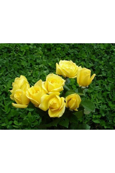 Muka Botanik 5 Adet Sarı Gül Tohumu ürün görseli