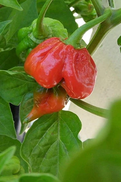 Muka Botanik Dünyanın En Acısı Trinidad Scorpion Biber Tohumu / 20 Adet Tohum - Resim 4