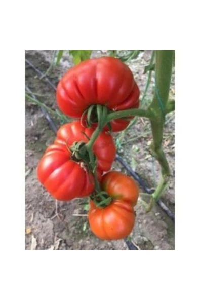 Muka Botanik Meşhur Pileli Köy Domatesi Tohumu Ekim Seti - Resim 5