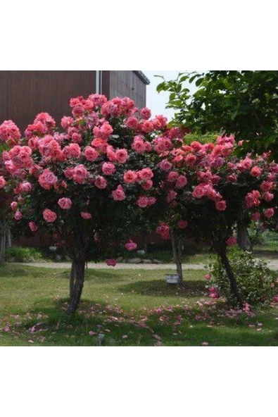 Muka Botanik 5 Adet Bodur Pembe Gül Ağacı Tohumu ürün görseli