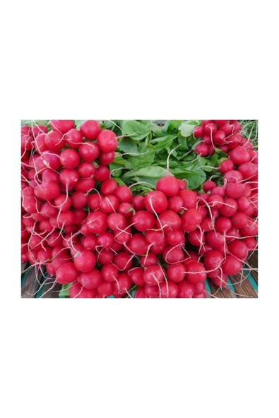 Muka Botanik Kırmızı Fındık Turp Tohumu 50 Adet Tohum - Resim 3