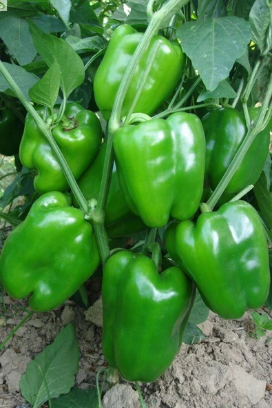 Muka Botanik Kandil Dolmalık Biber Tohumu / 20+ Adet Tohum ürün görseli