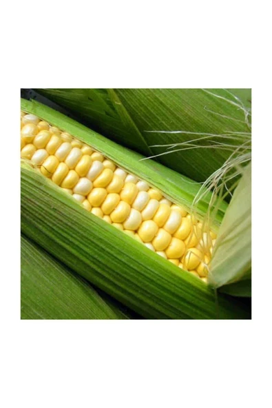 Muka Botanik Haşlamalık Süt Mısır Tohumu 15 Adet Tohum - 2