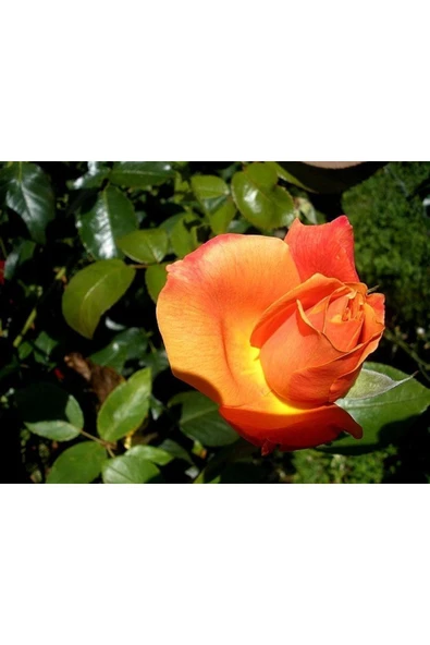 Muka Botanik 5 Adet Turuncu Gül Tohumu ürün görseli