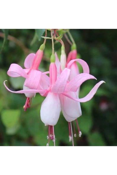 Muka Botanik Pembe Küpeli Çiçeği Tohumu Ekim Seti - Resim 3