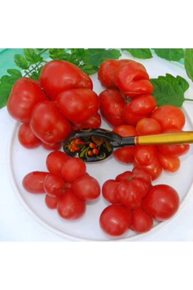 Muka Botanik Reise Domates Tohumu ürün görseli