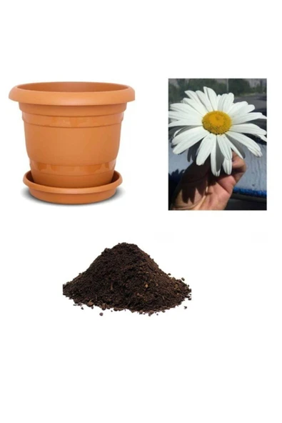 Muka Botanik Nadir Ithal Dev Alaska Papatyası Tohumu Ekim Seti ürün görseli