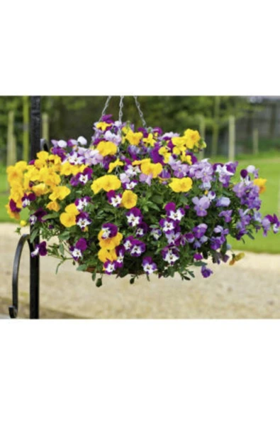 Muka Botanik Ithal Karışık Viola Pensiero Çiçeği Tohumu Ekim Seti - Resim 4