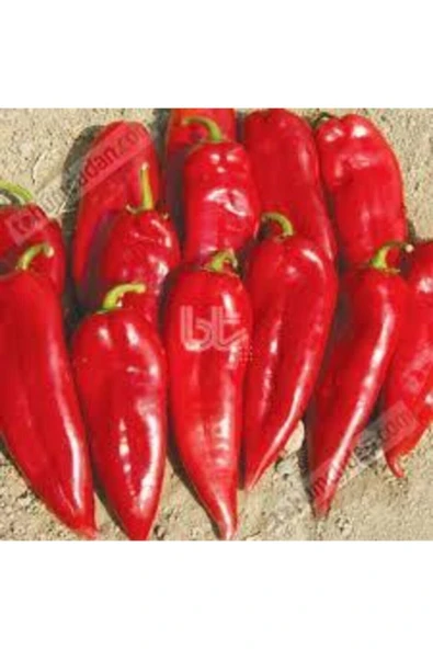 Muka Botanik 60 Adet Tohum Kırmızı Kapya Biber Tohumu Etli Pat Biber Kebaplık Biber Sürpriz Hediye Tohumludur - Resim 2