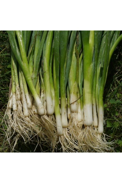 Muka Botanik Acısız Taze Firik Yeşil Soğan Tohumu Ekim Seti - Resim 3