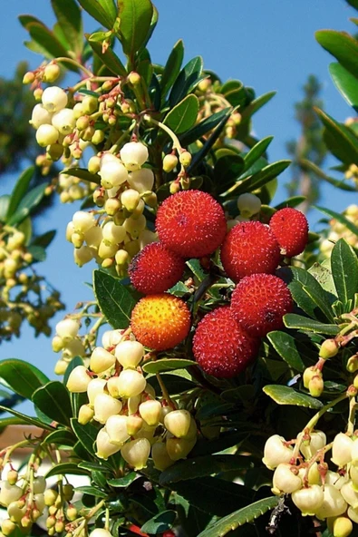 Muka Botanik Yabani Dağ Çileği Tohumu / 40 Adet Dağ Çileği Tohumu - Resim 2