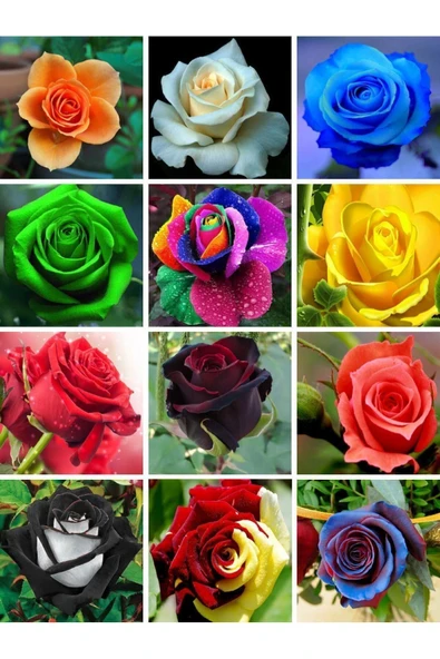 Muka Botanik 12 Adet 12 Çeşit Karışık Gül ürün görseli