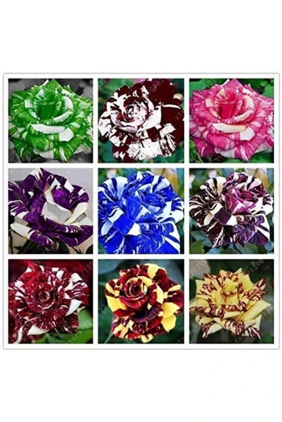 Muka Botanik 9 Adet 9 Renk Tiger Striped Gül Tohumu ürün görseli