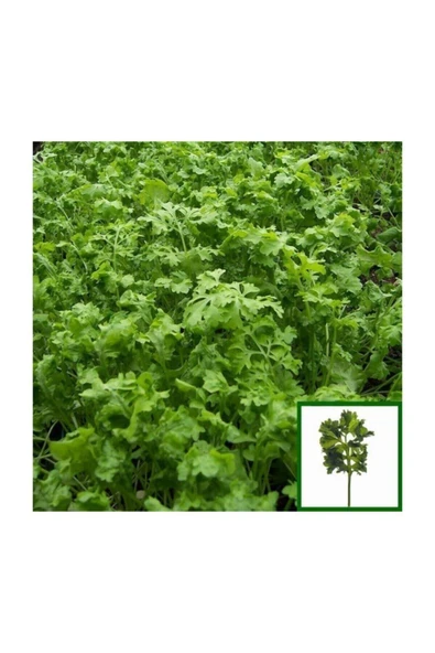 Muka Botanik Nadir Ithal Crinkled Tere Tohumu 200 Adet Tohum - Resim 3