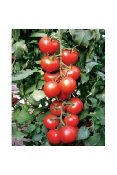 Muka Botanik Nadir Beşdeli Erkenci Domates Tohumu Ekim Seti - Resim 3