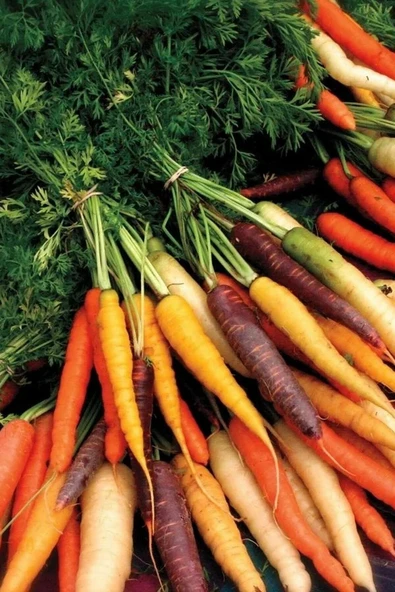 Muka Botanik Ithal Renkli Havuç Tohumu 20 Adet Havuç Tohumu ürün görseli