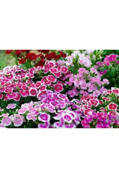 Muka Botanik Karışık Hüsnü Yusuf Çiçeği Tohumu Ekim Seti - Resim 4