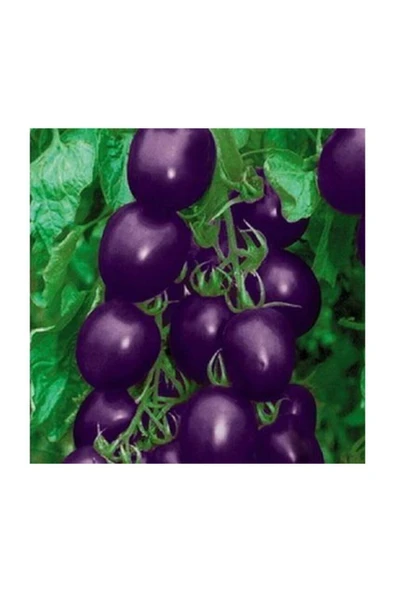 Muka Botanik Nadir Ithal Mor Domates Tohumu 10 Adet Tohum - Resim 2