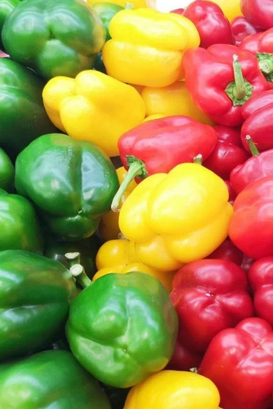 Muka Botanik Renkli California Biberi Tohumu /eko Paket 100 + Adet - Resim 5