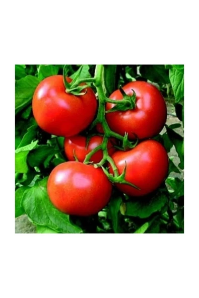 Muka Botanik Çanakkale Domates Tohumu / 10 Tohum ürün görseli