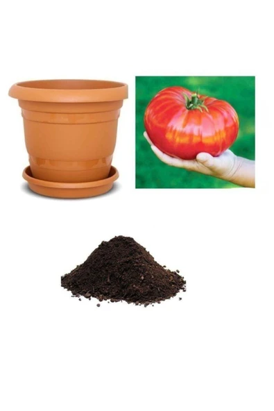 Muka Botanik Ithal Dev Hollanda Domates Tohumu Ekim Seti ürün görseli