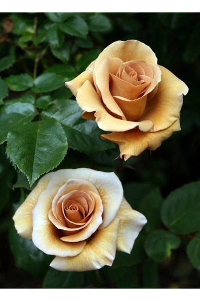 Muka Botanik 5 Adet Irısh Cream Gül Tohumu ürün görseli