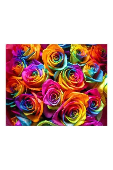 Muka Botanik 100 Adet Hollanda Gökkuşağı Gül Tohumu ürün görseli