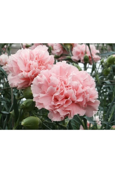 Muka Botanik 10 Adet La France Pınk Carnatıon Tohumu ürün görseli