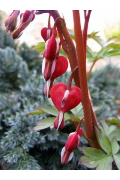 Muka Botanik Ithal Kırmızı Dicentra Çiçeği Tohumu Ekim Seti - Resim 4