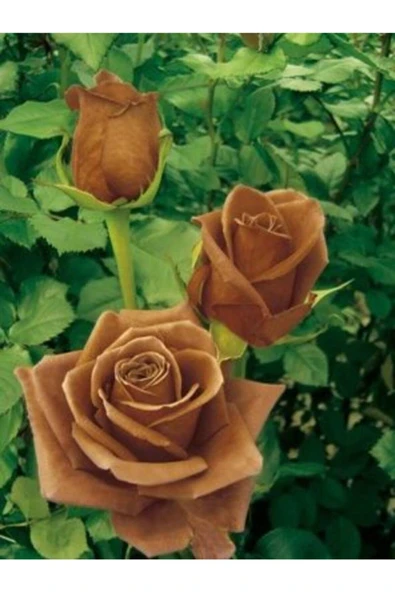 Muka Botanik 5 Adet Çikolata Gül Tohumu ürün görseli