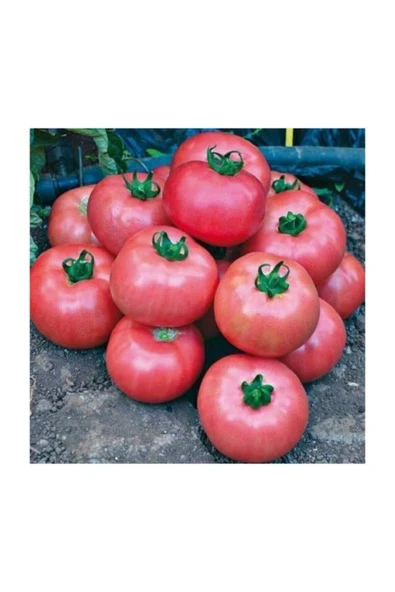 Muka Botanik Nadir Iri Pembe Domates Tohumu 20 Adet Tohum Bulgar Domatesi - Resim 3