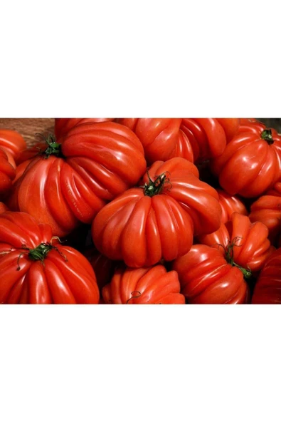 Muka Botanik 10 Adet Italyan Trumpet Domates Tohumu ürün görseli