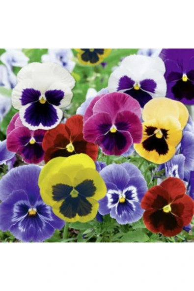 Muka Botanik Ithal Karışık Viola Pensiero Çiçeği Tohumu Ekim Seti - Resim 3
