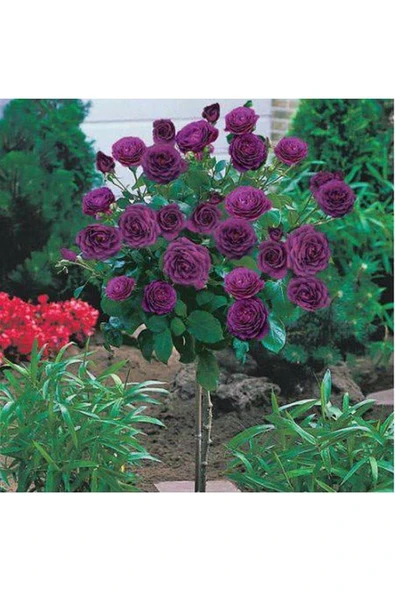 Muka Botanik 10 Adet Bodur Mor Gül Ağacı Tohumu ürün görseli