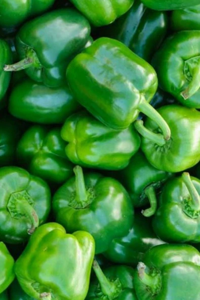 Muka Botanik Kandil Dolmalık Biber Tohumu / 20+ Adet Tohum - Resim 4