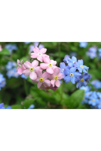 Muka Botanik 10 Adet Unutma Beni Çiçeği Tohumu - Resim 2