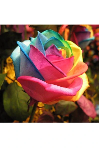 Muka Botanik 5 Adet Gökkuşağı Gül Tohumu ürün görseli