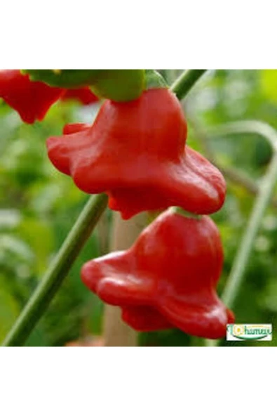 Muka Botanik Nadir Gül Biberi Tohumu 25 Adet - Resim 3