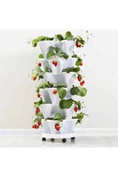 Muka Botanik 4 Mevsim Yediveren Çilek Tohumu Ekim Seti - Resim 6