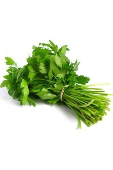 Muka Botanik Geniş Yaprak Italyan Maydonoz Tohumu Ekim Seti - Resim 3