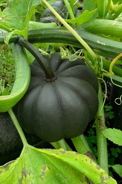 Muka Botanik Japon Siyah Bal Kabağı Tohumu / 10 Adet Tohum - 3