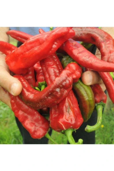 Muka Botanik Meşhur Acı Samandağ Biberi Tohumu Ekim Seti - Resim 2